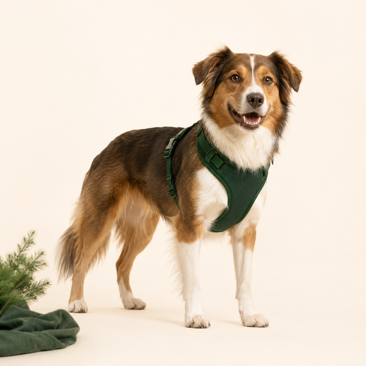 Dogs collection — harnesses, leashes and dog gear