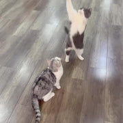 Bird teaser cat toy