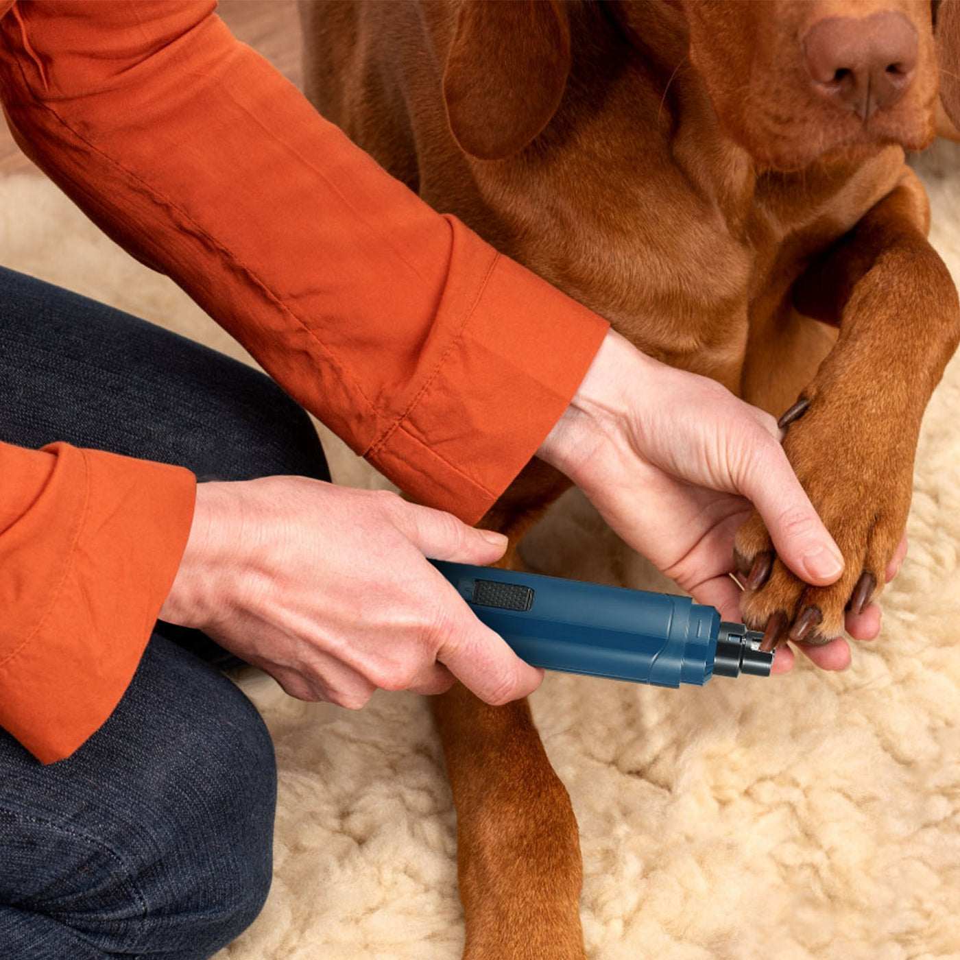 Grooming small dog nails